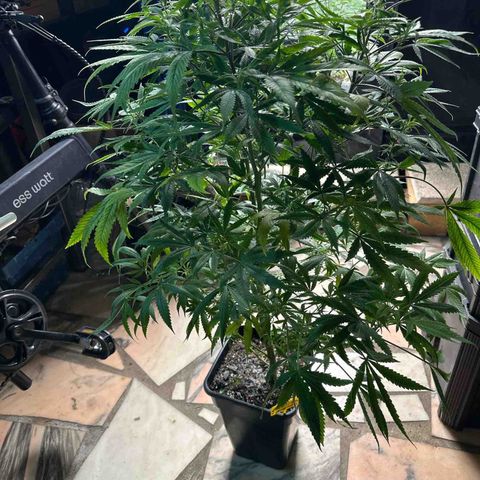 Speedy Chile 1C growlog timeline photo