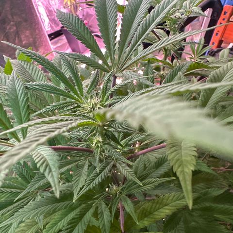 Gorilla Glue #4 P growlog timeline photo