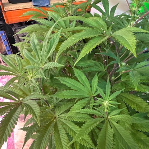 Gorilla Glue #4 P growlog timeline photo