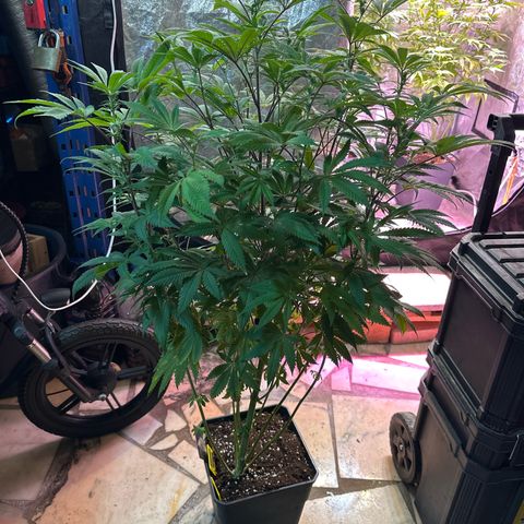 Gorilla Glue #4 P growlog timeline photo