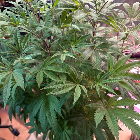 Gorilla Glue #4 P growlog timeline photo