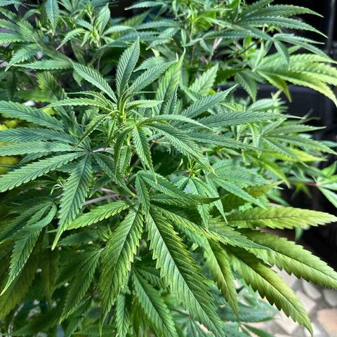 Speedy Chile 1C growlog timeline photo