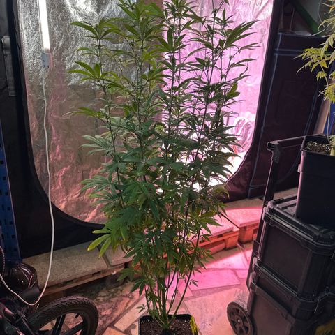 Gorilla Glue #4 C growlog timeline photo