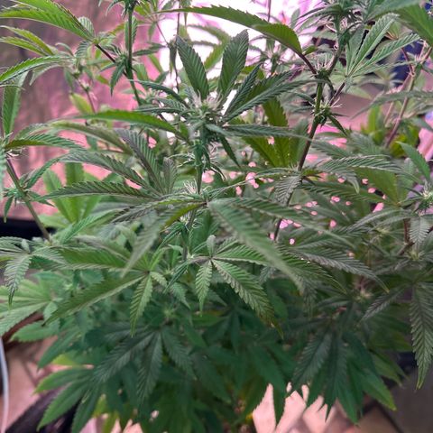 Gorilla Glue #4 C growlog timeline photo