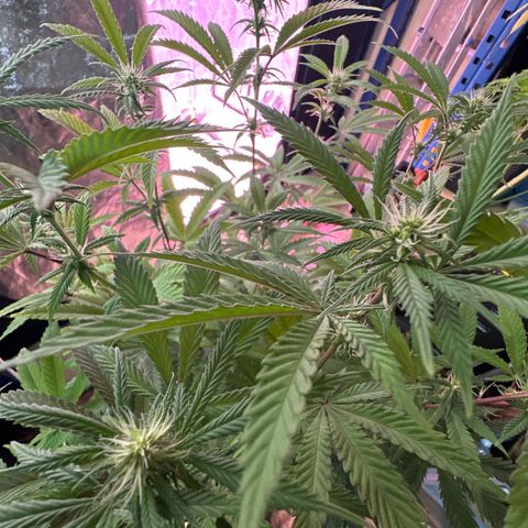 Gorilla Glue #4 C growlog timeline photo