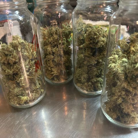 Medusa F1 P growlog timeline photo