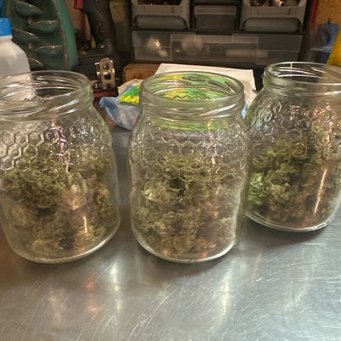 Northern Light Auto 3 PC growlog timeline photo