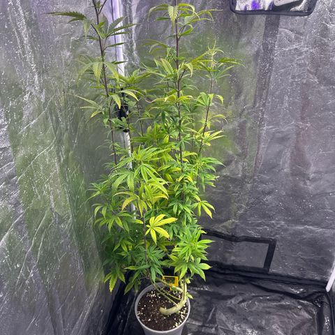 Special Kush 1 C growlog timeline photo
