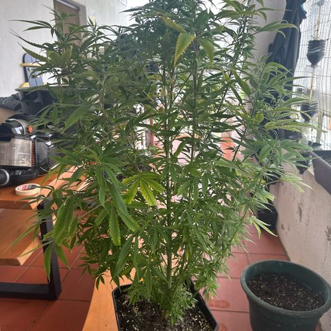 Speedy Chile 2P growlog timeline photo