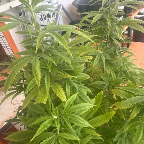 Speedy Chile 2P growlog timeline photo