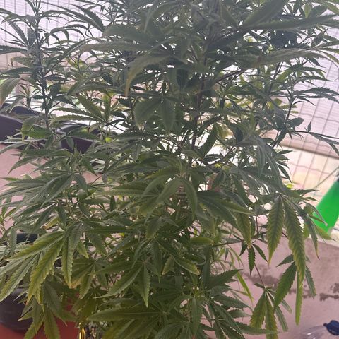 Speedy Chile 2P growlog timeline photo