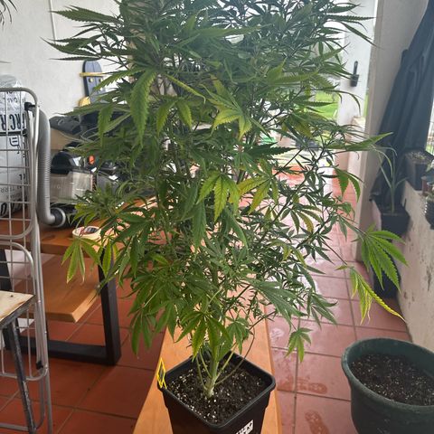 Speedy Chile 1C growlog timeline photo