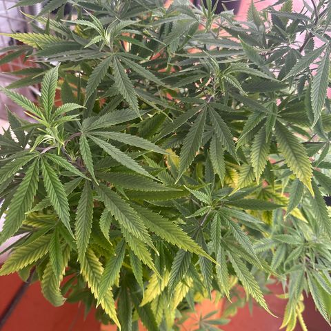 Speedy Chile 1C growlog timeline photo