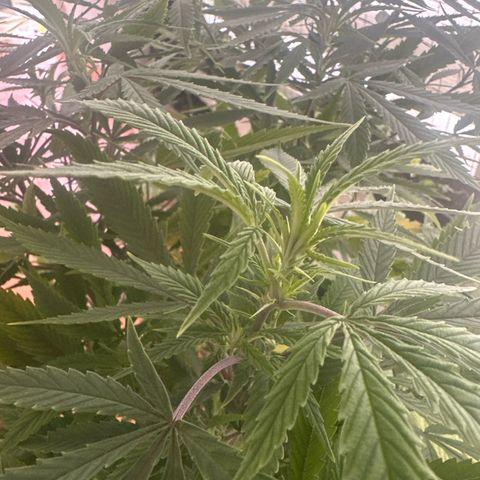 Speedy Chile 1C growlog timeline photo