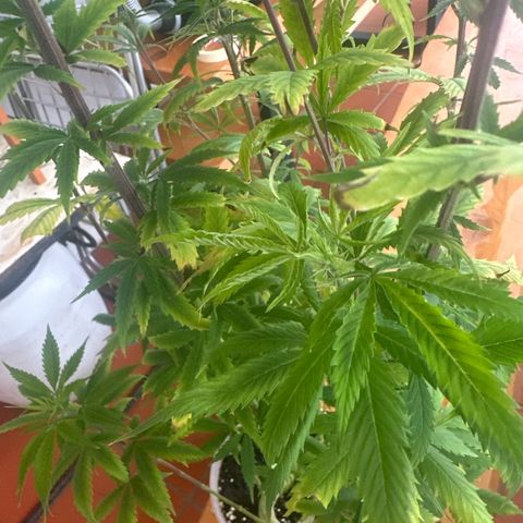 Special Kush 1 C growlog timeline photo