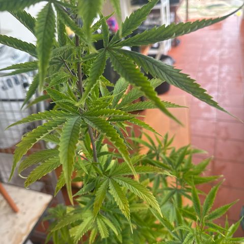 Special Kush 1 C growlog timeline photo