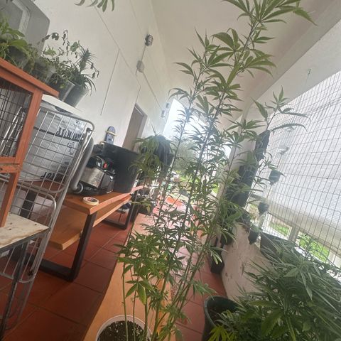 Special Kush 1 C growlog timeline photo