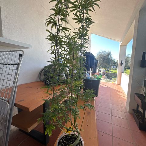 Special Kush 1 C growlog timeline photo