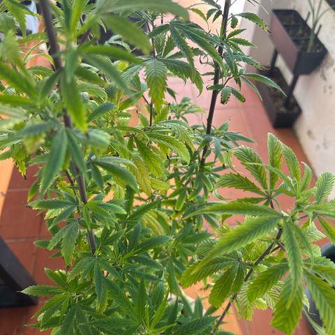 Special Kush 1 C growlog timeline photo