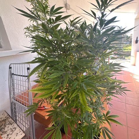 Speedy Chile 1C growlog timeline photo