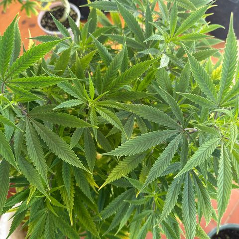 Speedy Chile 1C growlog timeline photo