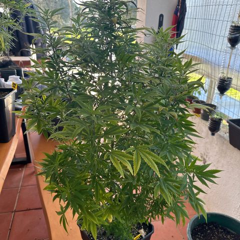 Speedy Chile 2P growlog timeline photo
