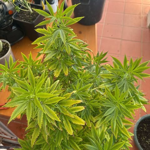 Speedy Chile 2P growlog timeline photo
