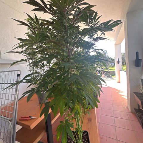 Gorilla Glue #4 P growlog timeline photo
