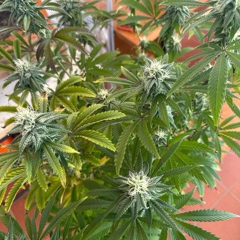 Gorilla Glue #4 C growlog timeline photo