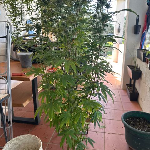Gorilla Glue #4 C growlog timeline photo