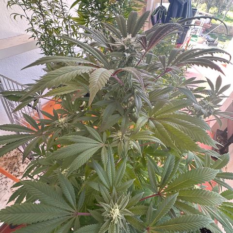 Gorilla Glue #4 P growlog timeline photo