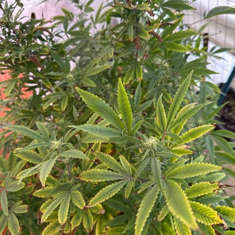Speedy Chile 2P growlog timeline photo