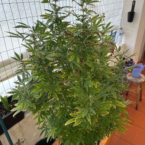 Speedy Chile 2P growlog timeline photo