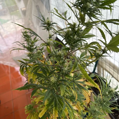 Special Kush 1 C growlog timeline photo