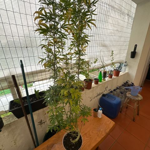Special Kush 1 C growlog timeline photo