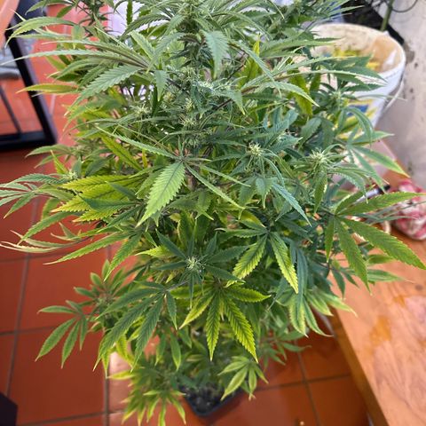 Speedy Chile 1C growlog timeline photo