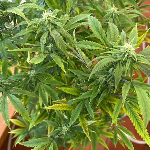 Speedy Chile 1C growlog timeline photo