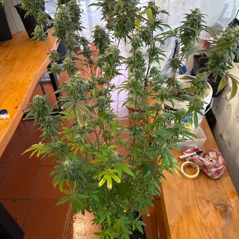 Gorilla Glue #4 C growlog timeline photo