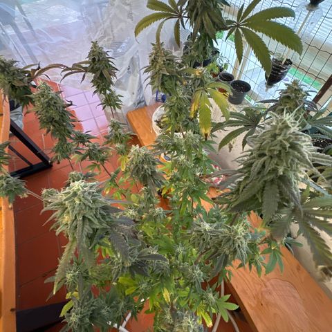 Gorilla Glue #4 C growlog timeline photo