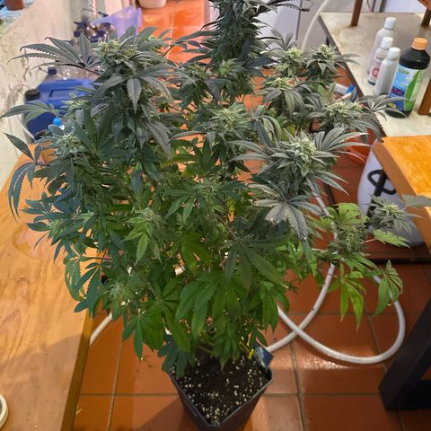 Gorilla Glue #4 P growlog timeline photo