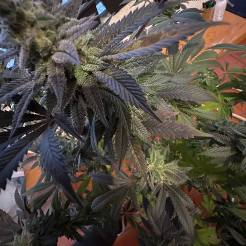 Gorilla Glue #4 P growlog timeline photo