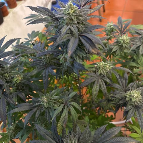 Gorilla Glue #4 P growlog timeline photo