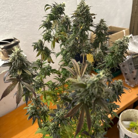 Gorilla Glue #4 C growlog timeline photo