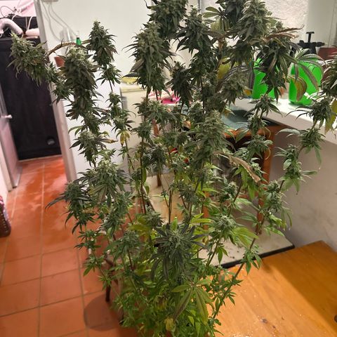 Gorilla Glue #4 C growlog timeline photo