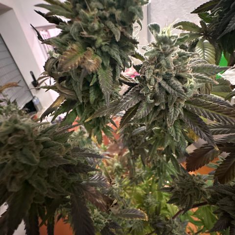 Gorilla Glue #4 C growlog timeline photo
