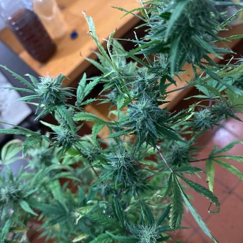 Special Kush 1 C growlog timeline photo