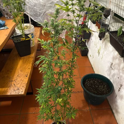 Special Kush 1 C growlog timeline photo