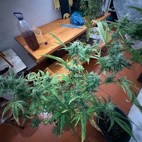 Special Kush 1 C growlog timeline photo