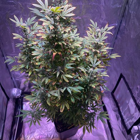 Speedy Chile 2P growlog timeline photo