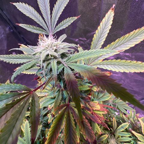 Speedy Chile 2P growlog timeline photo